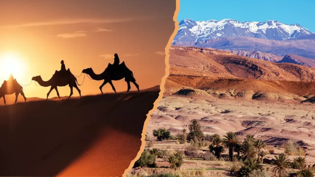 Image split into two contrasting scenes. On the left side, there is a silhouette of camels being led by a person across sand dunes during sunset, with an orange sky creating a dramatic backdrop. On the right side, there is a bright, clear view of Moroccan desert landscapes with sparse vegetation and palm trees, set against a backdrop of the Atlas Mountains capped with snow. The split effect emphasizes the diverse terrain of Morocco.